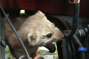 Marder am Auto